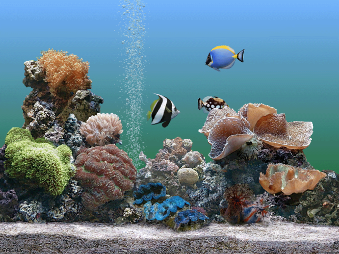 free aquarium screensaver windows 10